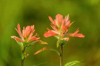 Jasper National Park, Alberta, Canada Red Indian Paintbrush Wildflower | Obraz na stenu