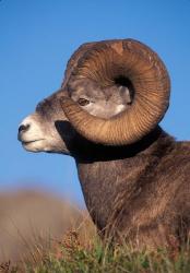 Bighorn Sheep wildlife, Jasper National Park, Alberta | Obraz na stenu