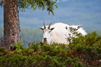 Alberta, Jasper National Park, Mountain Goat wildlife | Obraz na stenu