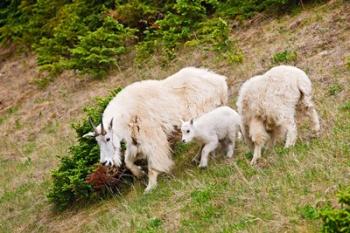 Alberta, Jasper NP, Mountain Goat wildlife | Obraz na stenu