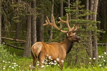 Bull Elk, Bow Valley Parkway, Banff National Park, Alberta, Canada | Obraz na stenu
