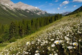 Oxeye daisy flowers, Kananaskis Range, Alberta | Obraz na stenu