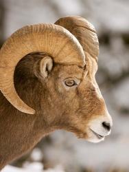 Bighorn sheep, Maligne Canyon, Jasper NP, Alberta | Obraz na stenu