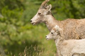 Bighorn sheep wildlife, Peter Lougheed Park, Alberta | Obraz na stenu