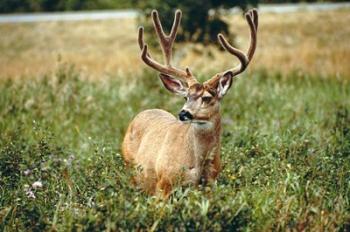 Grazing mule deer buck, Waterton Lakes NP, Canada | Obraz na stenu