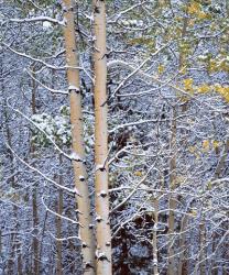 Alberta, Peter Lougheed PP Aspen trees in snow | Obraz na stenu