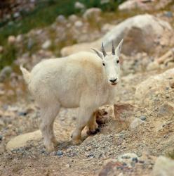 Alberta, Banff NP, Rocky Mountain goat | Obraz na stenu