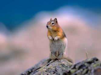 Alberta, Banff NP, Golden | Obraz na stenu