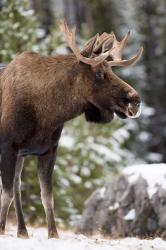 Alberta, Jasper National Park Bull Moose wildlife | Obraz na stenu