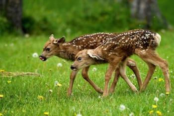 Canada, Alberta, Waterton Lakes NP, Mule deer fawns | Obraz na stenu