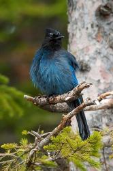 Canada, Alberta, Waterton Lakes NP, Stellar's Jay | Obraz na stenu