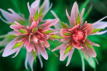 Indian Paintbrush, Banff National Park, Alberta, Canada | Obraz na stenu