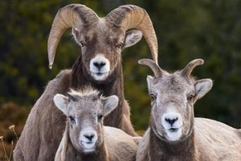 Alberta, Jasper Bighorn Sheep Ram With Juveniles | Obraz na stenu