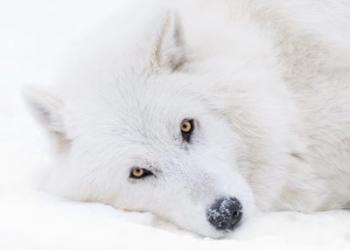 Alberta, Yamnuska Wolfdog Sanctuary White Wolfdog Portrait | Obraz na stenu