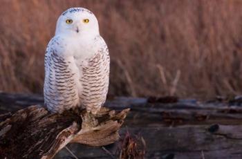 Snowy owl, British Columbia, Canada | Obraz na stenu