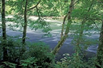 Trees and Ferns on Banks of Campbell River, Vancouver Island, British Columbia | Obraz na stenu