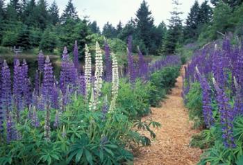 Lupines by a Pond, Kitty Coleman Woodland Gardens, Comox Valley, Vancouver Island, British Columbia | Obraz na stenu