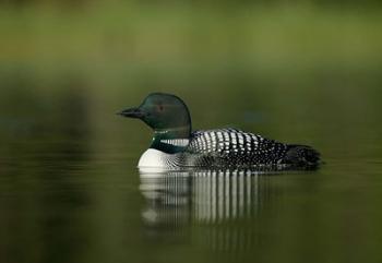 British Columbia, Kamloops, Common loon bird | Obraz na stenu