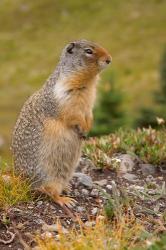 British Columbia, Banff NP, Columbian ground squirrel | Obraz na stenu