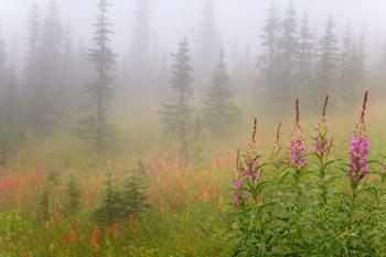 Misty Meadow Scenic, Revelstoke National Park, British Columbia, Canada | Obraz na stenu