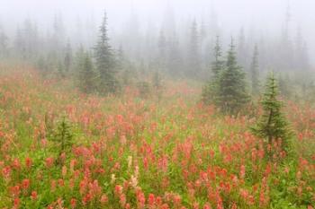 British Columbia, Revelstoke NP, Misty meadow | Obraz na stenu