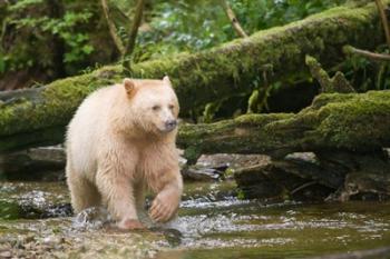 British Columbia, Princess Royal Island, Spirit Bear | Obraz na stenu