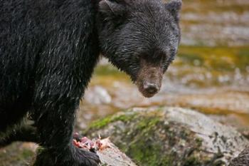 British Columbia, Gribbell Island, Black bear, salmon | Obraz na stenu