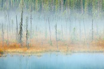Foggy pond and forest, Mount Robson PP, British Columbia, Canada | Obraz na stenu