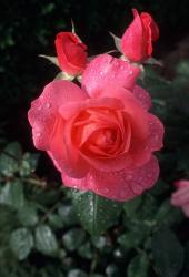 English Rose in Butchart Gardens, Vancouver Island, British Columbia, Canada | Obraz na stenu