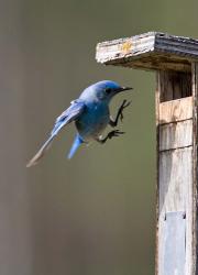 British Columbia, Mountain Bluebird | Obraz na stenu