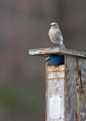 Mountain Bluebirds, British Columbia, Canada | Obraz na stenu
