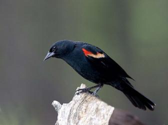 British Columbia, Red-winged Blackbird | Obraz na stenu