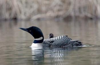 British Columbia Common Loon with chick | Obraz na stenu