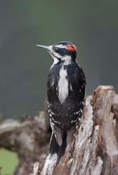 British Columbia, Downy Woodpecker bird | Obraz na stenu