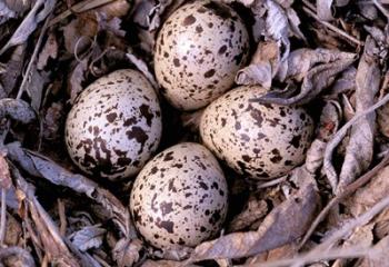 Nightjar Nest and Eggs, Thaku River, British Columbia, Canada | Obraz na stenu