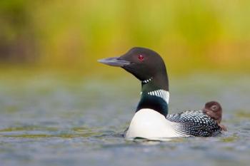 British Columbia, Common Loon, breeding plumage | Obraz na stenu