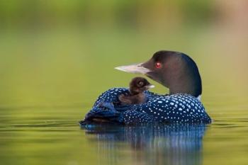 British Columbia, Common Loons | Obraz na stenu