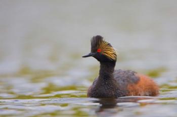 Canada, British Columbia, Eared Grebe, breeding plumage | Obraz na stenu