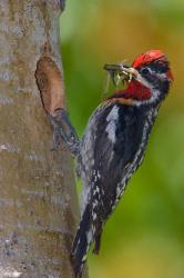 Canada, British Columbia, Red-naped Sapsucker bird, nest | Obraz na stenu