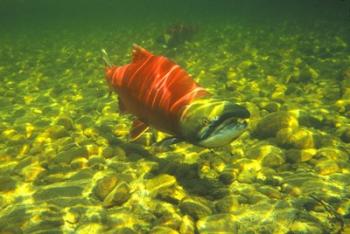 British Columbia, Adams River Sockeye salmon migrating | Obraz na stenu