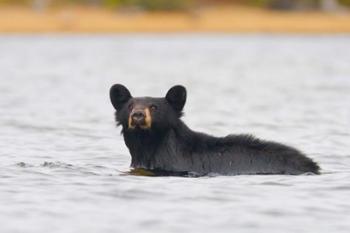 British Columbia, Bowron Lakes Park, Black bear | Obraz na stenu