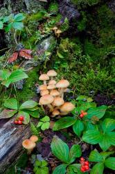 British Columbia, Bowron Lakes Park Bunchberry, Forest | Obraz na stenu