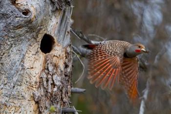 British Columbia, Red-shafted Flicker bird | Obraz na stenu