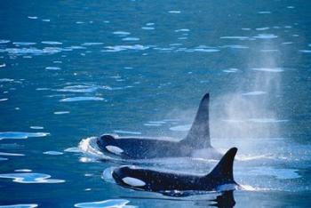 Killer Whales feeding in Johnstone Strait, British Columbia, Canada | Obraz na stenu