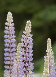 Lupine, Vancouver Island, Canada | Obraz na stenu