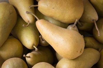 Canada, British Columbia, Cowichan Valley Close-Up Of Harvested Pears | Obraz na stenu