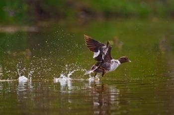 British Columbia, Common Goldeneye bird | Obraz na stenu