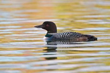 British Columbia, Common Loon bird on lake at sunrise | Obraz na stenu