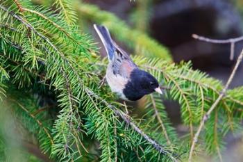 British Columbia, Dark-eyed Junco bird in a conifer | Obraz na stenu