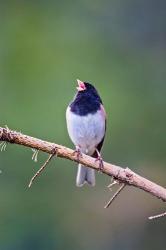 British Columbia, Dark-eyed Junco bird, singing | Obraz na stenu